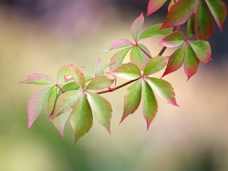 Temporary text to remove W3C errors.